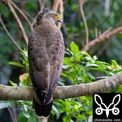 カンムリワシのメス個体。近辺を調査している石垣市教育委員会によると子育て進行中。