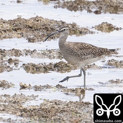 チュウシャクシギは3羽。