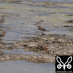 メダイチドリは70羽ほどが飛来。