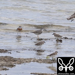 キアシシギも増えてきました。