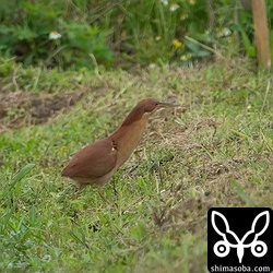繁殖期に入ったリュウキュウヨシゴイは活発に動き回っています。