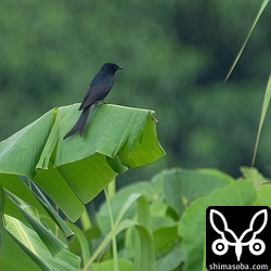 バナナの葉に止まるオウチュウ。