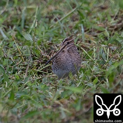 石垣島で見られるジシギでタシギは最初にやってきて最後までいます。