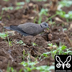 こちらはベニバトのメス。農耕地に降りて餌をとっていました。