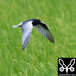 広い範囲を飛び回っていましたが、たまに近くを通過してくれました。