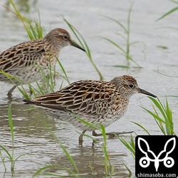 ウズラシギは一気に数を増やしました。