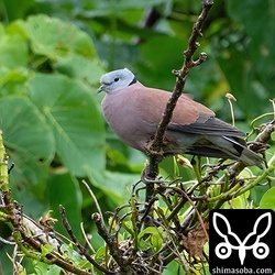 何かに驚いて飛んだキジバトの群れに赤い体と白い尾羽の先端が目立つベニバトのオスを発見。近くの枝にとまりました。