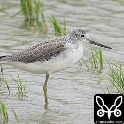 アオアシシギ夏羽へ移行中。