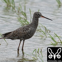 石垣島でツルシギのこの姿を見る機会はなかなかありません。