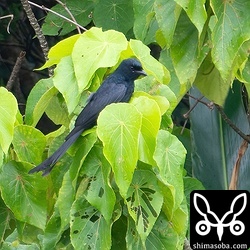 雨で高いところを飛ぶ虫がいないからなのか、低いところを飛びながら、葉についている虫をとっているようでした。