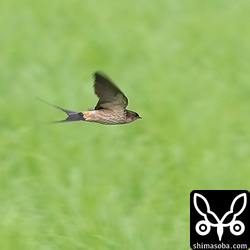 ツバメ4種の混群が飛来していました。ばらばらにやってきて、島で合流したのか、混群でやってきたのか。