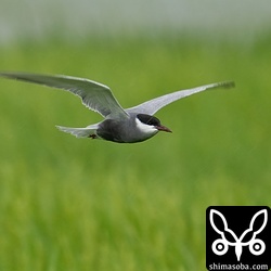 クロハラアジサシ夏羽は複数が飛来。
