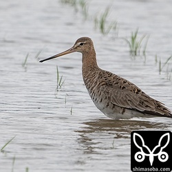 夏羽になりつつあるオグロシギ。