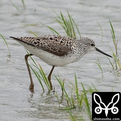 コアオアシシギ夏羽。