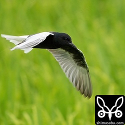 夏羽のハジロクロハラアジサシ。