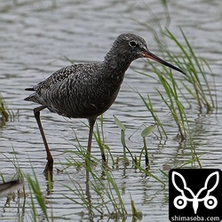 夏羽のツルシギ。