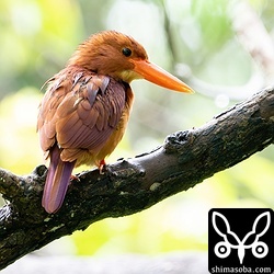 上の個体とペアになっているアカショウビンのメス。