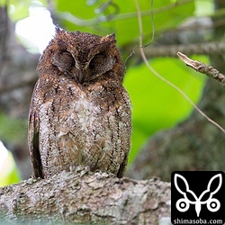 リュウキュウコノハズクのオス。