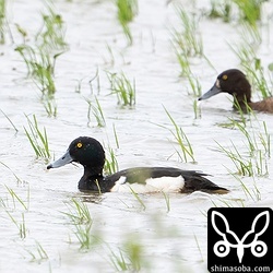 キンクロハジロはオスが2羽とメスが1羽。