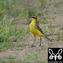 ツメナガセキレイの夏羽。