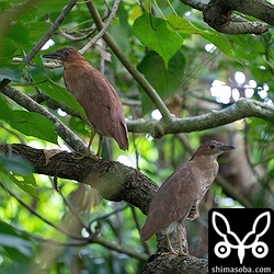 ズグロミゾゴイのオス(左)とメス。毎年、繁殖が確認されているエリアですが、同じペアかは不明。