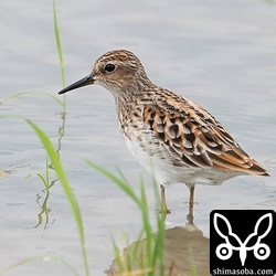 夏羽のヒバリシギは数羽で飛来。