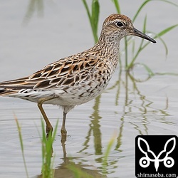 ウズラシギは十数羽。