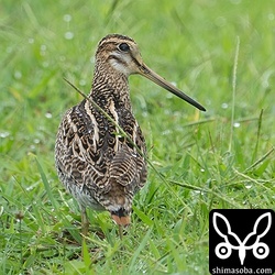 上と同個体。残念ながら尾羽は見せてくれませんでした…。