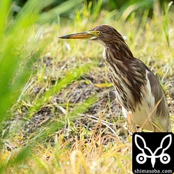 こちらも夏羽に移行中のアカガシラサギ。