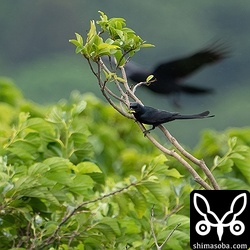 オウチュウの後ろはカラス。