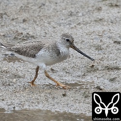 左足に骨折した痕跡がみられるソリハシシギ。