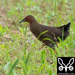こちらは上の個体とペアのリュウキュウヒクイナのメス。これから繁殖です。