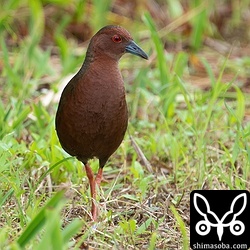 胸の赤みが美しいです。