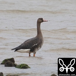 なぜか5月の石垣島にマガンが飛来。しかも海。