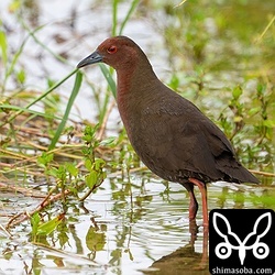 警戒心の強いヒクイナですが、近い距離で観察できました。