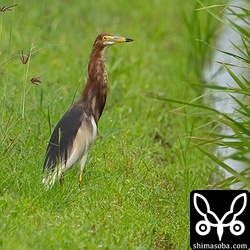カタグロトビが上空を飛ぶと首を伸ばして警戒していました。