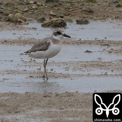 オオメダイチドリ冬羽。2羽を確認。