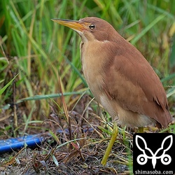 リュウキュウヨシゴイのオス。これから繁殖シーズンです。