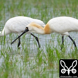 夏羽が美しいクロツラヘラサギ。春の渡りの群れだと思われますが、先月末ごろから島内を数羽が移動して滞在中。