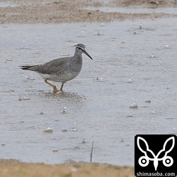 キアシシギも冬羽の個体が多いです。