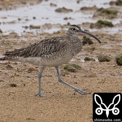 チュウシャクシギも冬羽。
