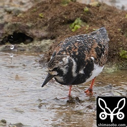 キョウジョシギは年中いる気がする…。