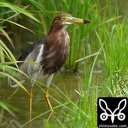 ほぼ夏羽に変わったアカガシラサギ。