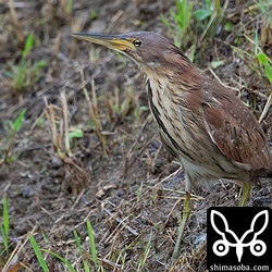 リュウキュウヨシゴイのメス。水路の草むらに巣がありそうな雰囲気でしたが、外からは全く見えないので詳細は分かりません…。