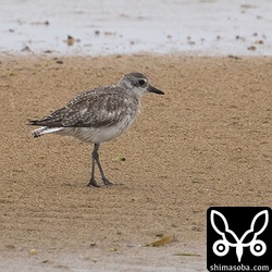 ダイゼンも冬羽のまま。
