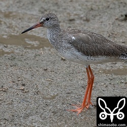 アカアシシギは1羽だけ。