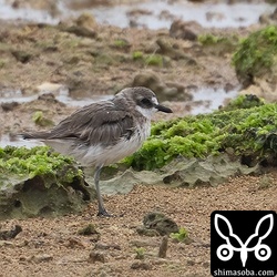 メダイチドリは十数羽。冬羽の個体ばかりでした。