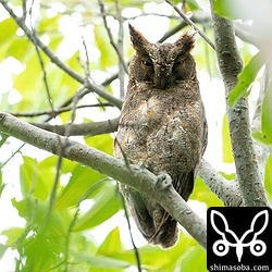 新規のリュウキュウコノハズクのオス。メスは抱卵中で見ることができず。