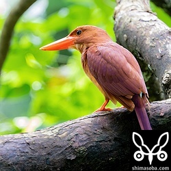 バンナ公園内のアカショウビン。こちらもオス個体。