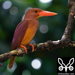 上と同じ個体。右側頭部の1枚の白い羽が目印。